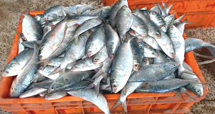 কলকাতায় বসেও বরিশালের ইলিশ ব্যবসা নিয়ন্ত্রণে আ.লীগ নেতার