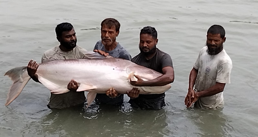 ময়মনসিংহে চাষ হচ্ছে পৃথিবীর সবচেয়ে বড় জাতের পাঙ্গাস