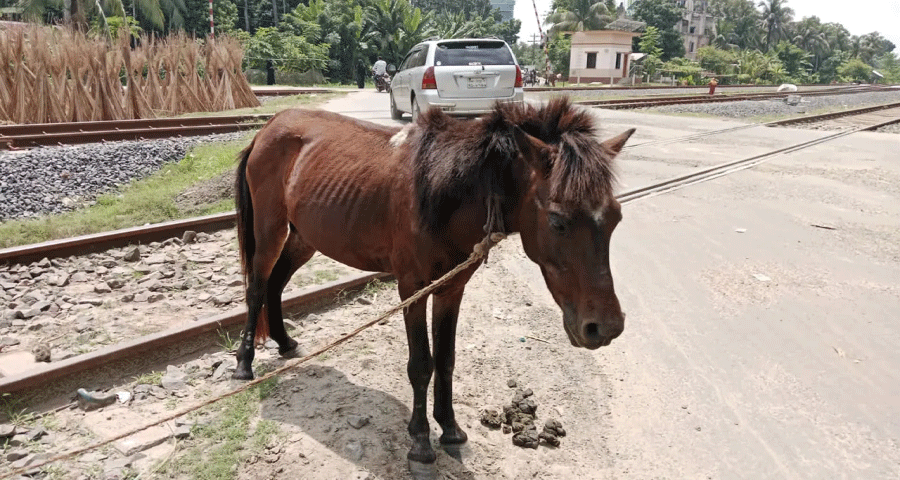 পাগলা ঘোড়ার কামড়ে সাংবাদিকসহ আহত ১৫