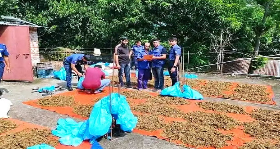 ছাদে শুকানো হচ্ছিল গাঁজা, পুলিশের অভিযান টের পেয়ে লাফিয়ে পালালেন ইউপি সদস্য