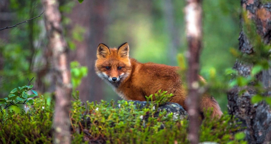 ফুলবাড়িয়ায় শিয়ালের কামড়ে আহত ১০