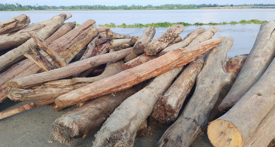 ‘লাল চন্দন’ ভেবে বিক্রি হচ্ছে নদীতে ভেসে আসা গাছের গুঁড়ি