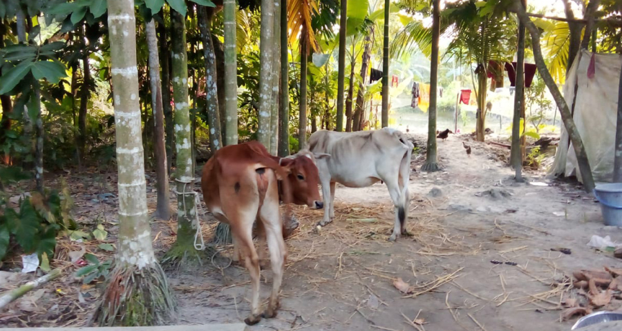 পাওনা টাকার জেরে কৃষকের গরু নিয়ে গেলেন জামায়াত নেতা