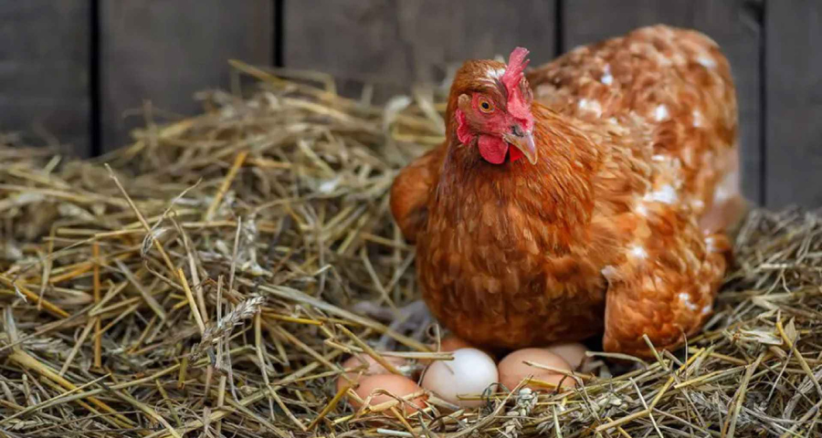 মুরগিরাও ভুগছে স্ট্রেসে, পাড়ছে পানসে স্বাদের ডিম