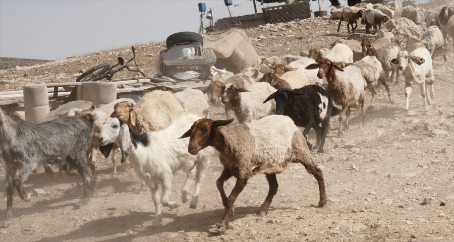 সিরিয়া থেকে ছাগল চুরি করল ইসরায়েলি সেনারা