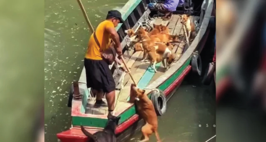 ১০-১২ হাজার টাকায় রাঙামাটির কুকুর পাচার, গন্তব্য মিজোরাম