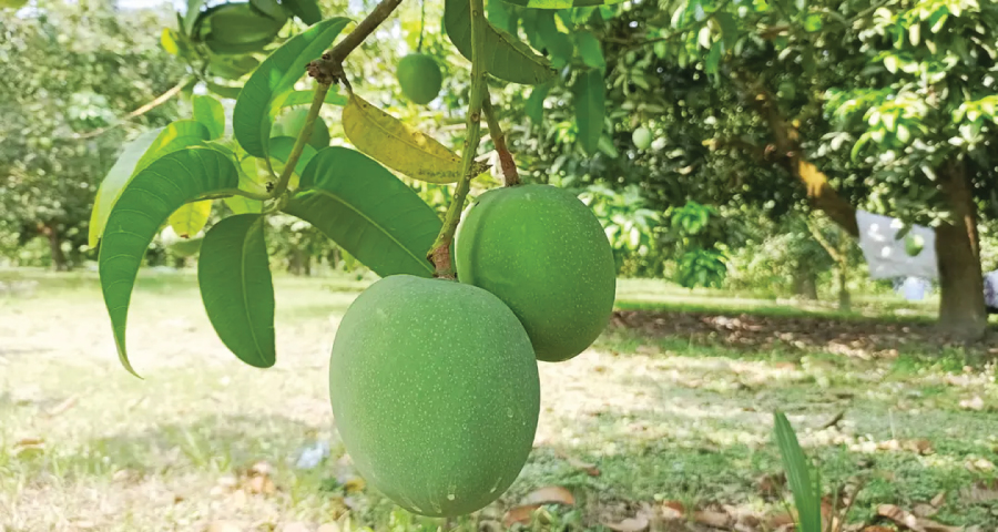 ৫ মে থেকে বাজারে পাওয়া যাবে সাতক্ষীরার আম
