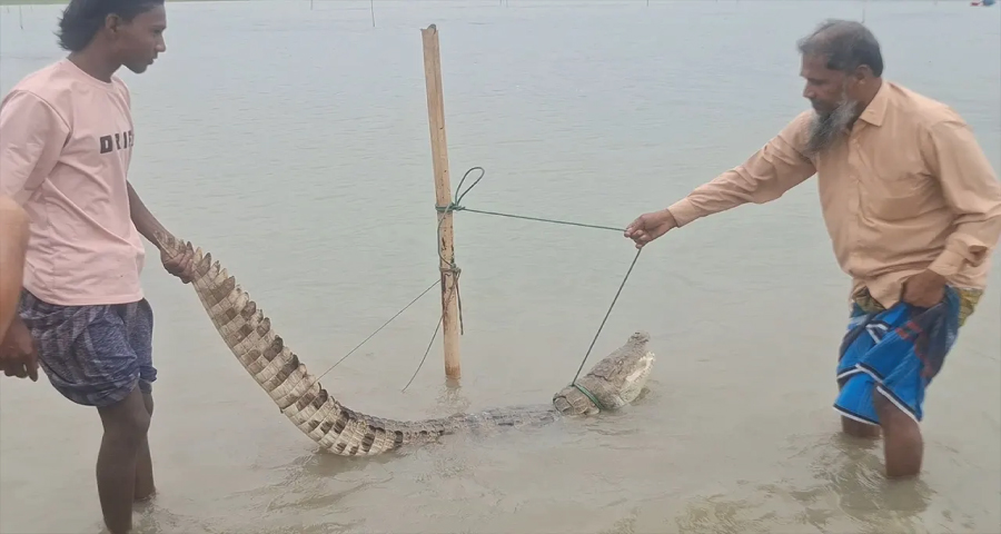 পদ্মায় মাছ ধরতে গিয়ে জেলেদের বড়শিতে কুমির