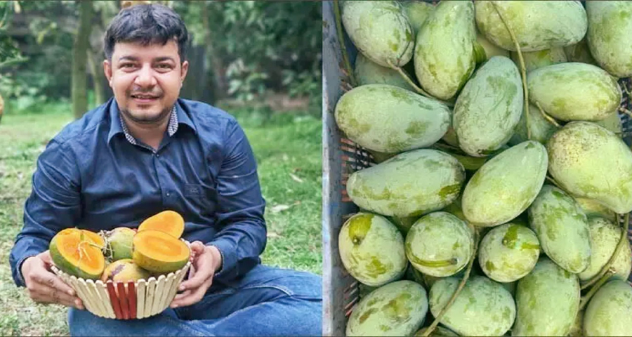 ইচ্ছাকৃত ভুয়া অর্ডারে আম ব্যবসায় ক্ষতি, জামায়াতকে দুষলেন তারেক রহমান