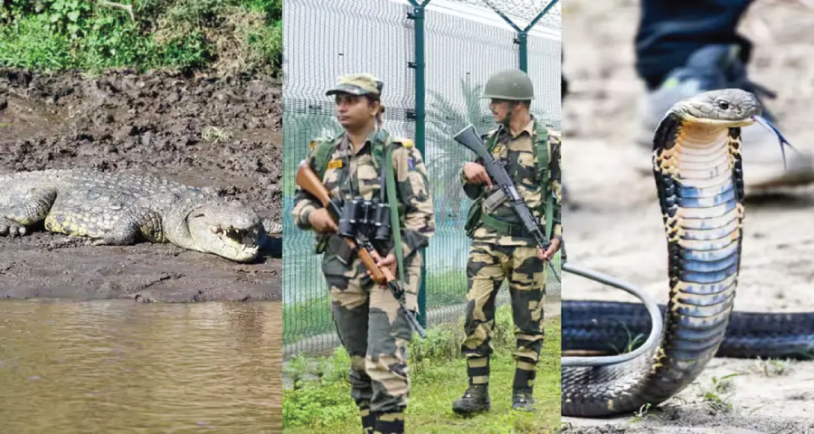 সীমান্তে ‘কুমির-সাপ’ মোতায়েনের প্রস্তাব বিএসএফের, সমালোচনায় বিশেষজ্ঞরা