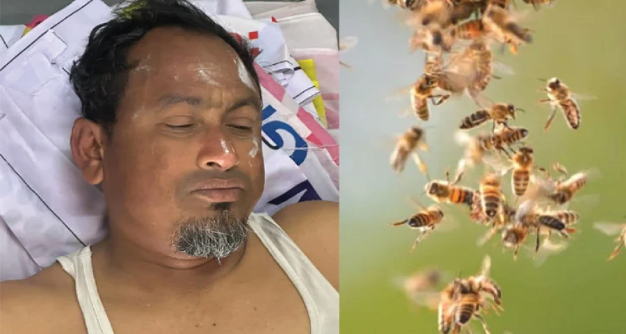 কুড়িগ্রামে মৌমাছির ঝাঁকে আহত ৩ জামায়াতকর্মী
