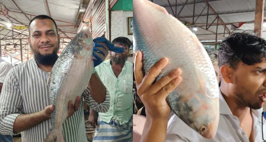 হাতিয়ায় ‘রাজা ইলিশ’ বিক্রি ১০ হাজার ৯০০ টাকায়